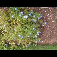 Belle-de-jour, Convolvulus tricolor L. (subsp. tricolor, fam Convolvulacees, Eur., Afr. Nord) (1)